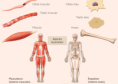 /album/fotogaleria-locomotor/a9e7573e805e31d58f51a215c2b703f0f-png/