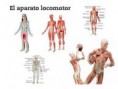 /album/fotogaleria-locomotor/images-jpg2/