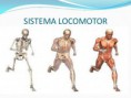 /album/fotogaleria-inicio/sistema-locomotor-1-728-jpg/